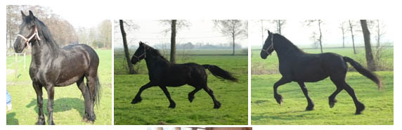 Friesians For Sale (Geldings)